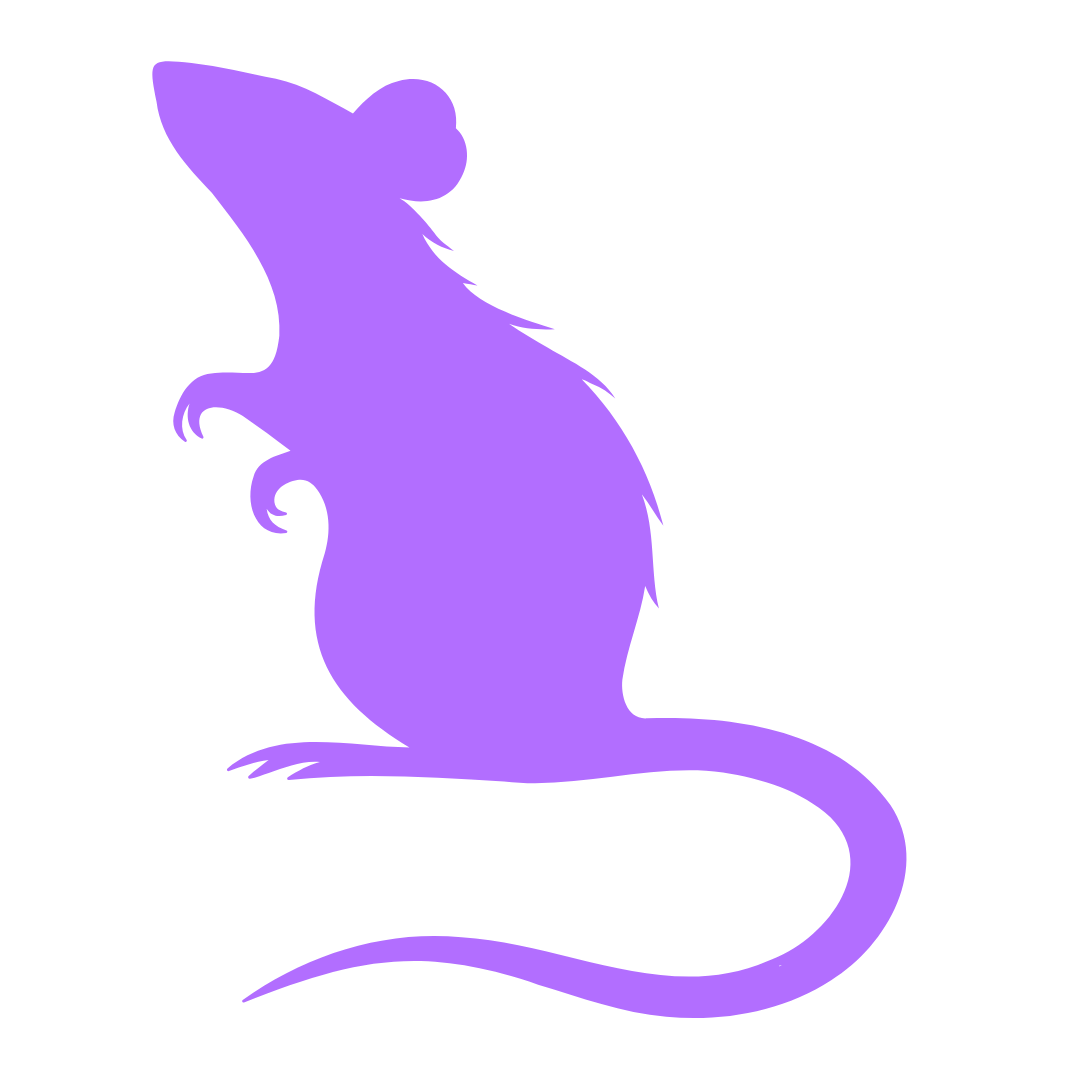 Rat